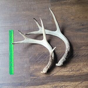 Rustic Brown Antler Decor